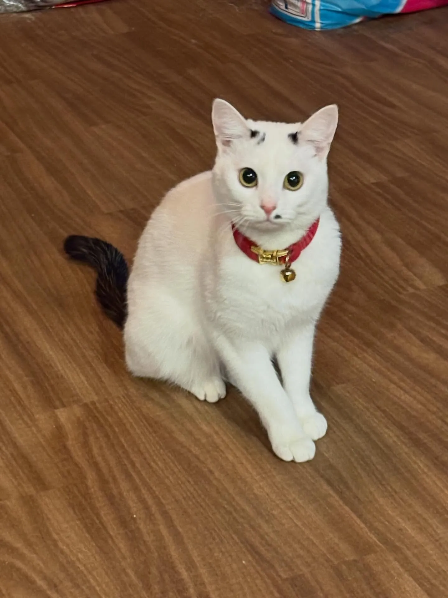 うちのホームページのまねきねこ、実は雪見だいふくに似ているか...