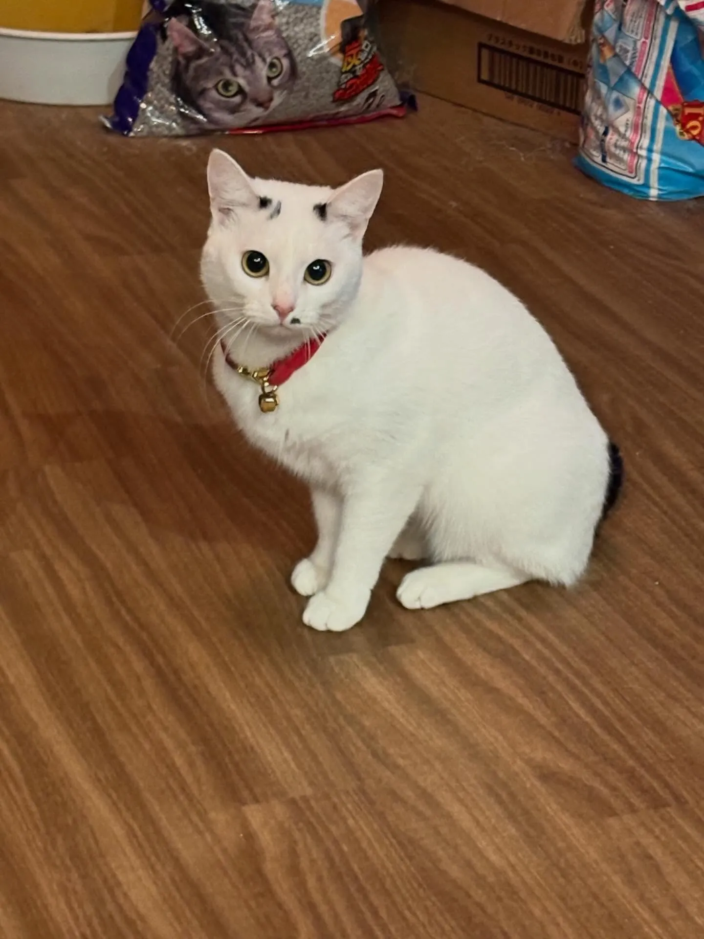 うちのホームページのまねきねこ、実は雪見だいふくに似ているか...