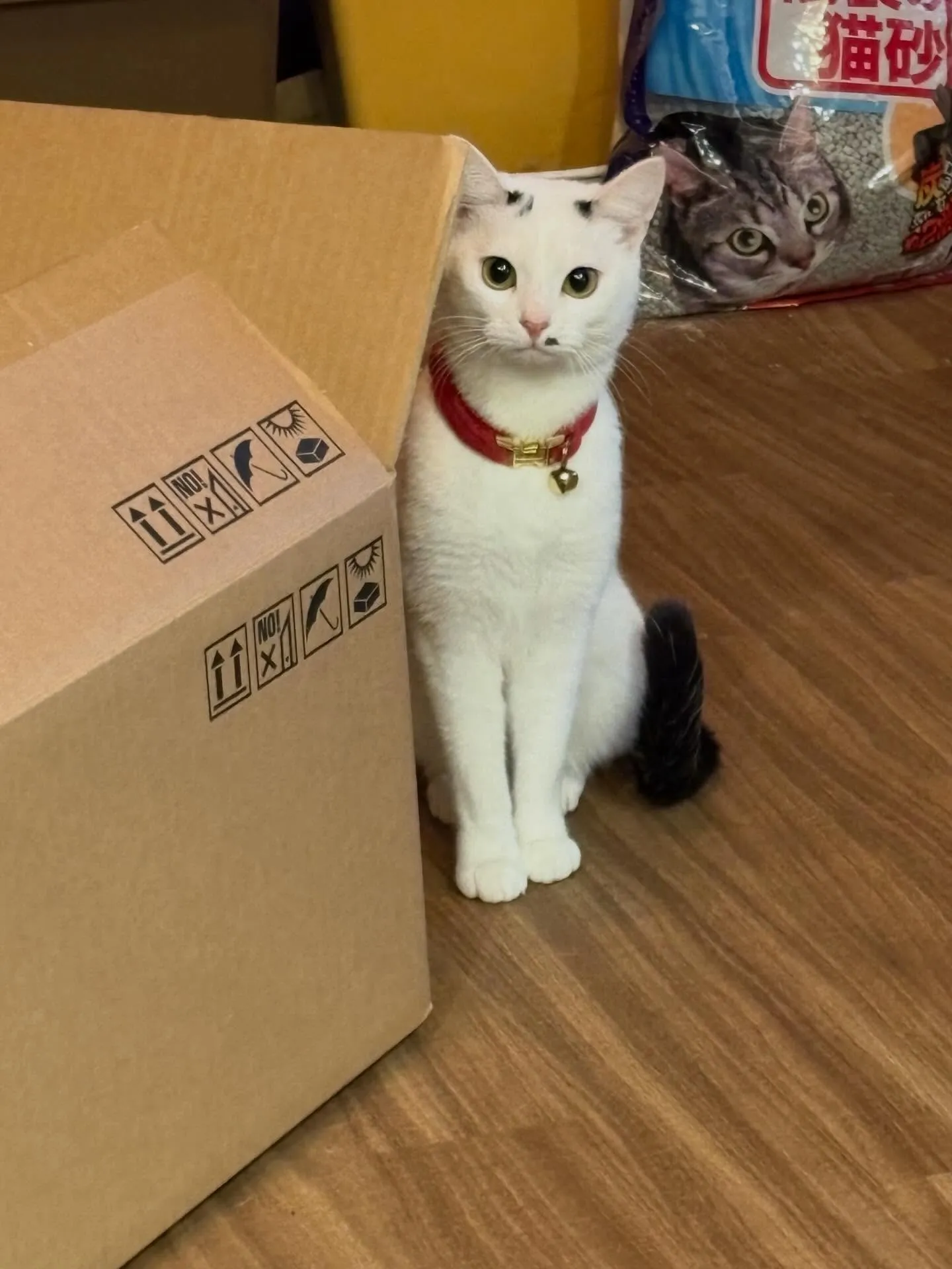 うちのホームページのまねきねこ、実は雪見だいふくに似ているか...