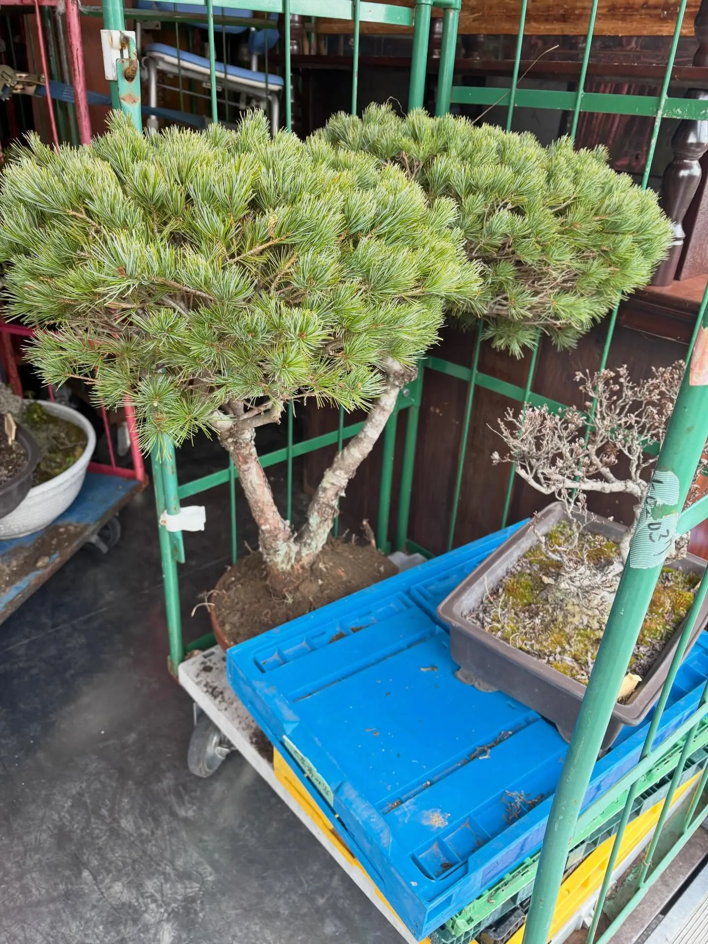 今日は大和町で盆栽を回収してきました！😊 朝から興奮して準備...