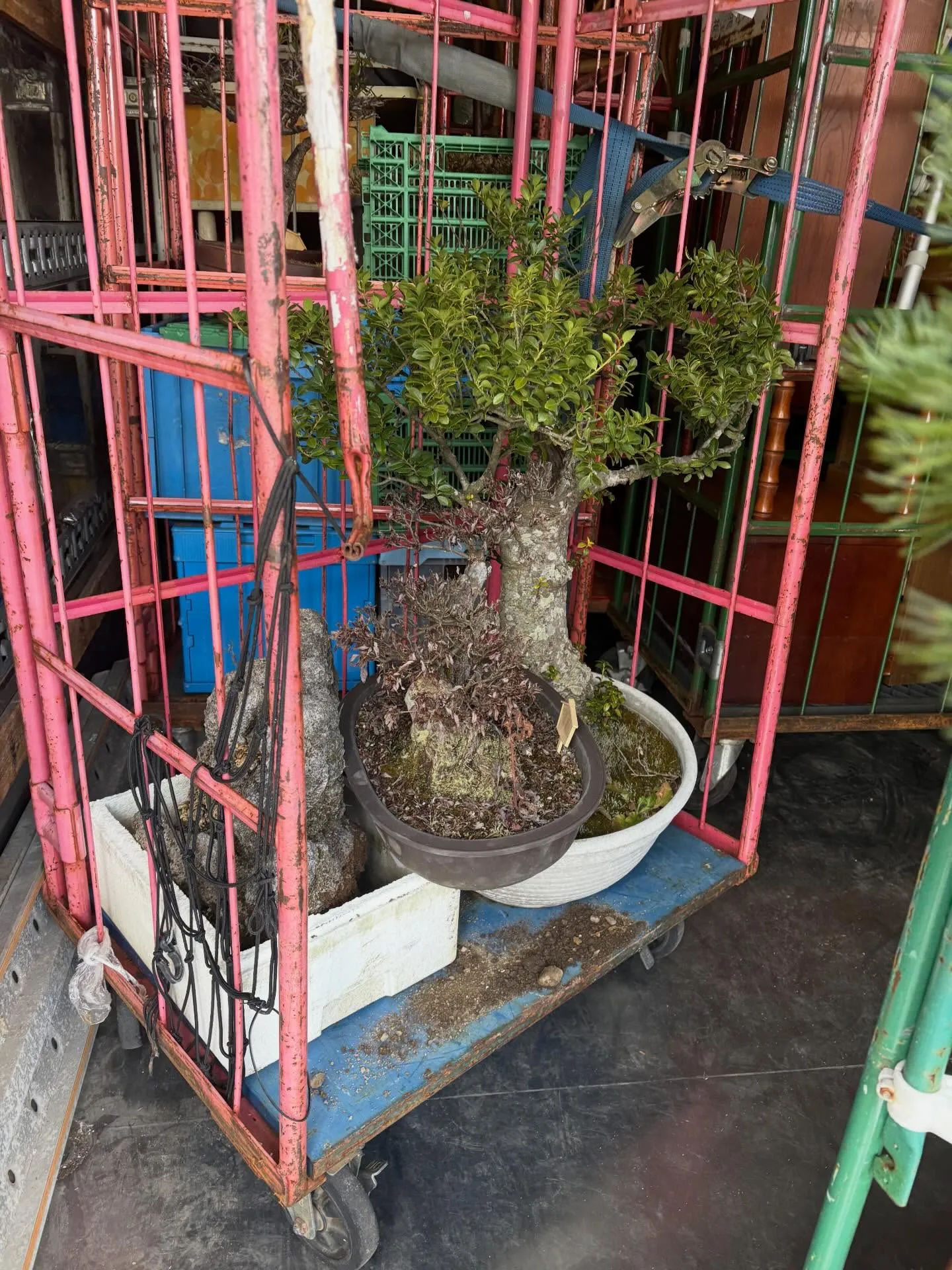 今日は大和町で盆栽を回収してきました！😊 朝から興奮して準備...