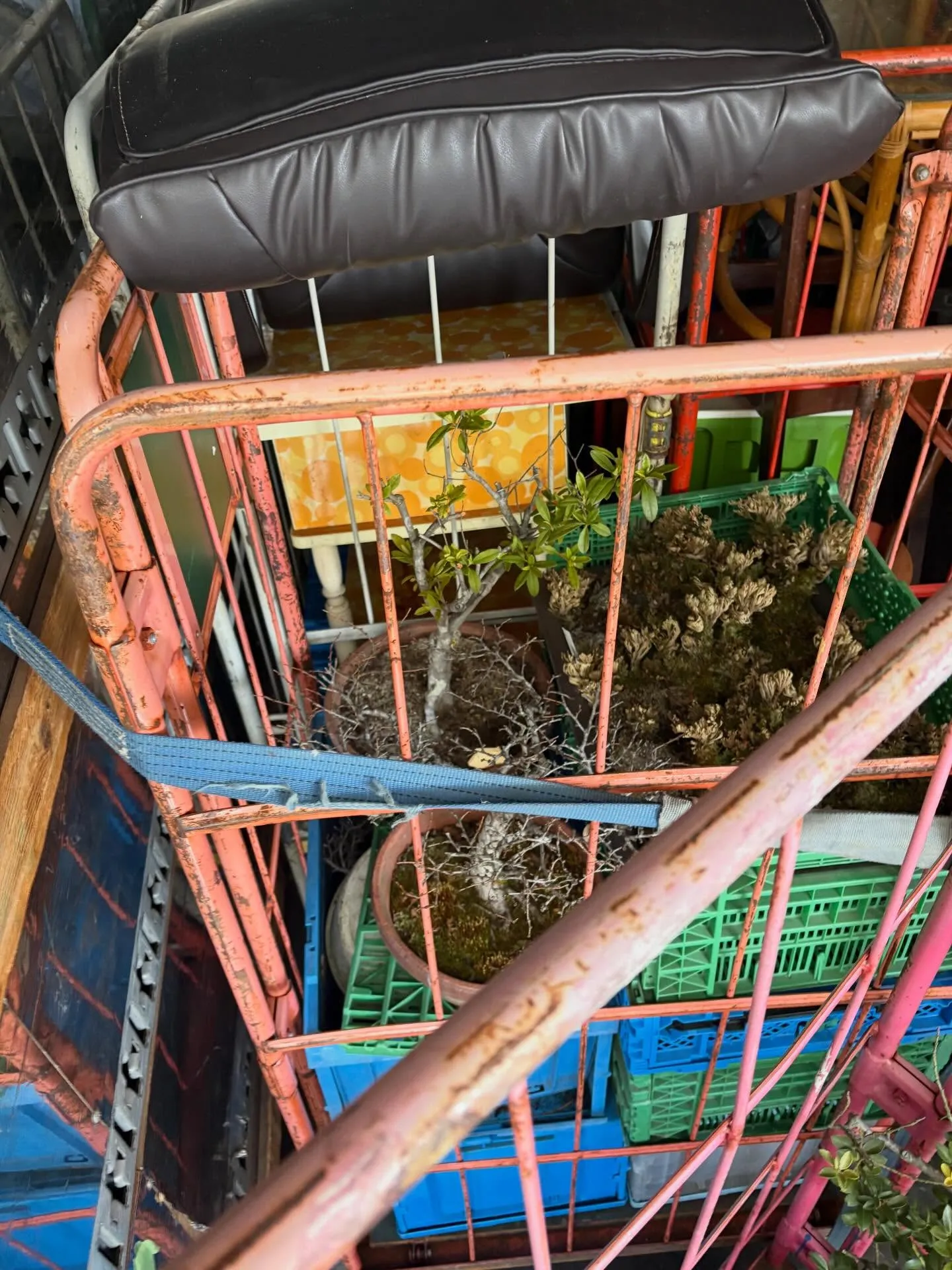 今日は大和町で盆栽を回収してきました！😊 朝から興奮して準備...