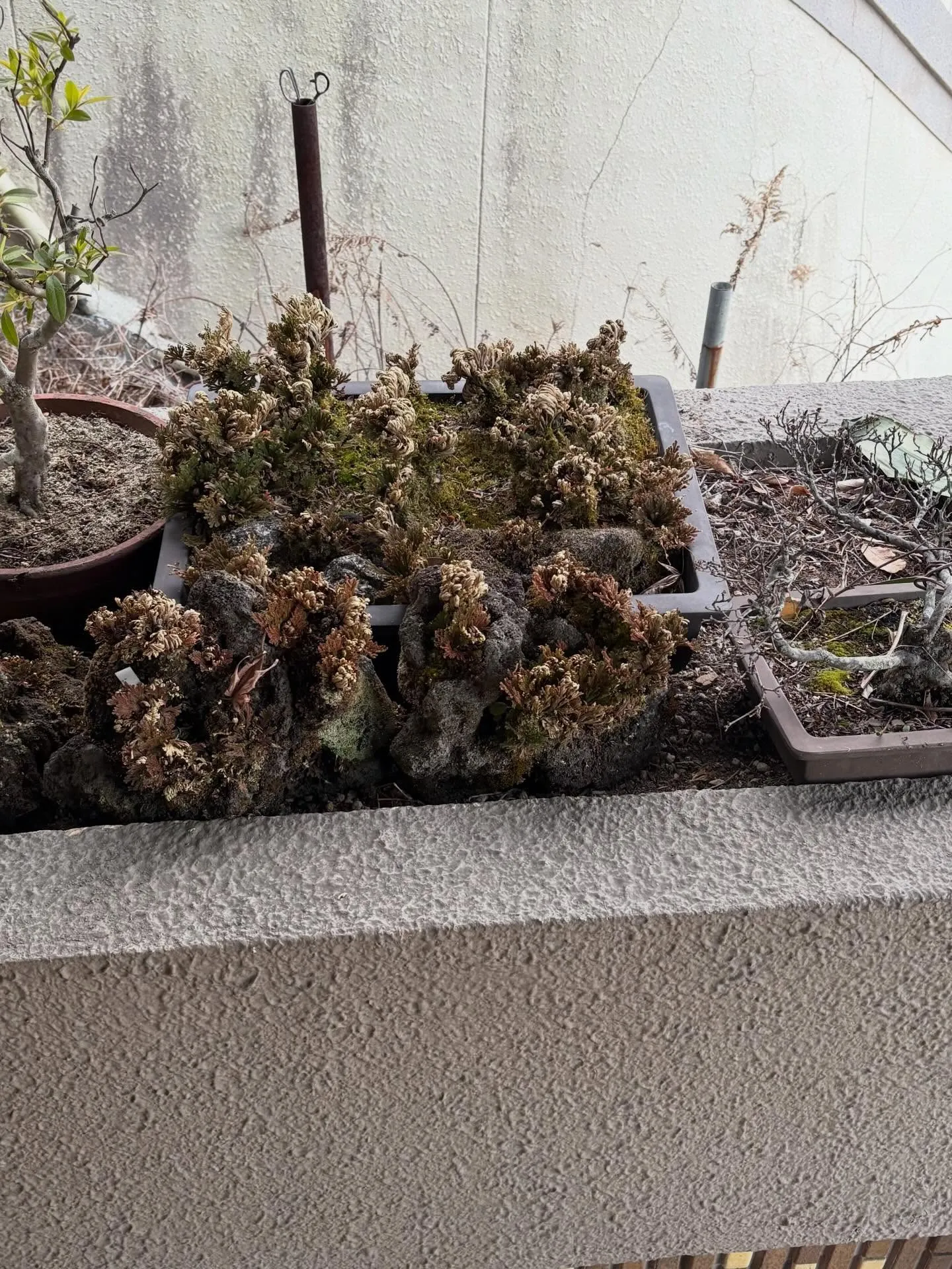 今日は大和町で盆栽を回収してきました！😊 朝から興奮して準備...