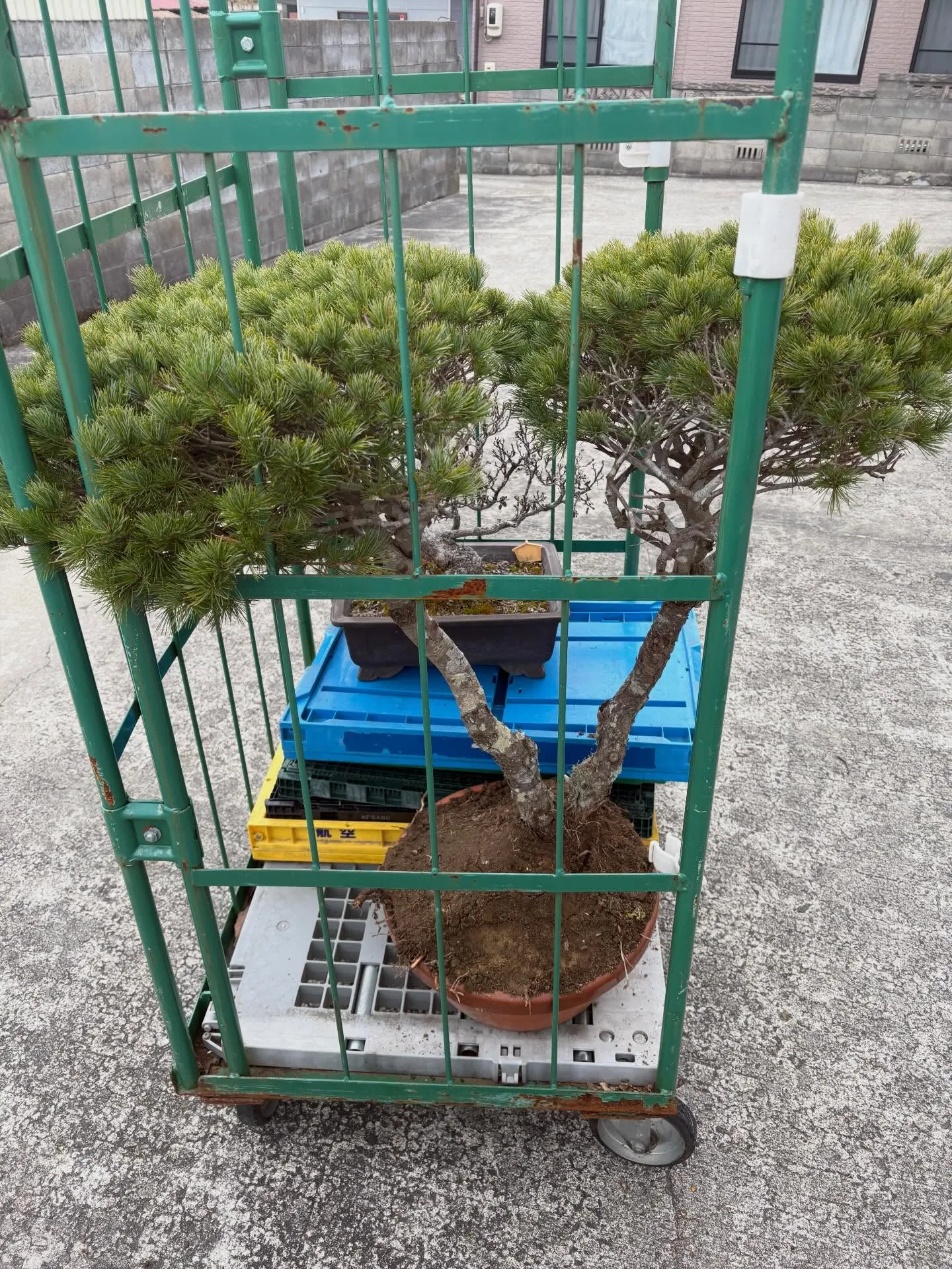 今日は大和町で盆栽を回収してきました！😊 朝から興奮して準備...